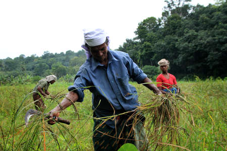 ADOOR, INDIA -JUL 18,2014- Unidentified farm workers harvest the organically cultivated paddy from the paddy field managed by Kerala Jaiva Karshaka Samithi in Adoor, Kerala, India.のeditorial素材