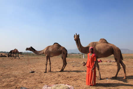 PUSHKAR, INDIA - NOV 19,2010-An unidentified village woman with her newly bought camel in Pushkar Fair  in Pushkar, India. Camels are the top selling livestock in the Pushkar Fair.のeditorial素材