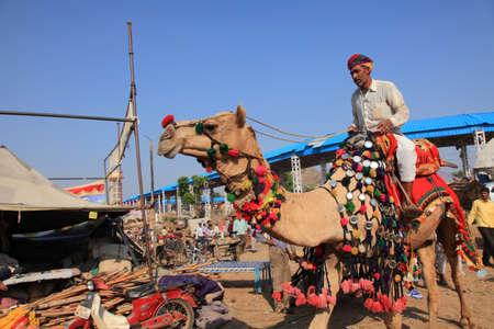 PUSHKAR, INDIA - NOV 19,2010- An unidentified villager with his camel participate in Pushkar Fair in Pushkar, India. Camels are the top selling livestock in the Pushkar Fair.のeditorial素材