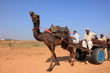 PUSHKAR, INDIA - NOV 19,2010- An unidentified villager with his camel participate in Pushkar Fair in Pushkar, India. Camels are the top selling livestock in the Pushkar Fair.のeditorial素材