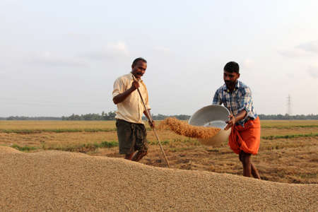 ALLEPPEY, INDIA - APR 03,2015-Unidentified farmers engage in the post harvest jobs in the rice fields  in the Kuttanad region in Alleppey, Kerala, Indiaのeditorial素材
