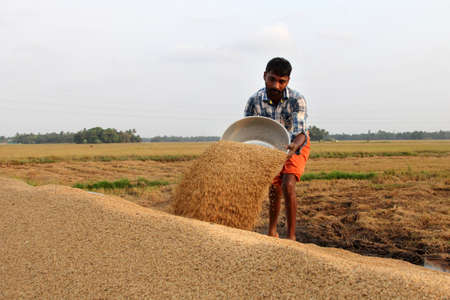 ALLEPPEY, INDIA - APR 03,2015-Unidentified farmers engage in the post harvest jobs in the rice fields  in the Kuttanad region in Alleppey, Kerala, Indiaのeditorial素材