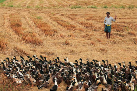 ALLEPPEY, INDIA - APR 03,2015- An unidentified duck farmer guides his ducks in the rice fields  in Alleppey, India.Duck farming is a major activity in backwater regions of Alleppey.のeditorial素材