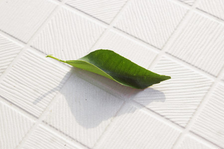 a curled orange leaf falling on the white tile floorの写真素材