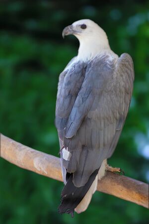 white bellied sea eagleの写真素材