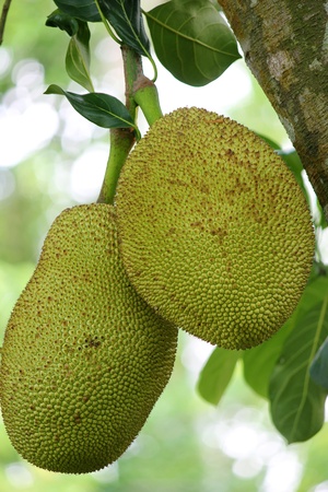 Jackfruit on the tree