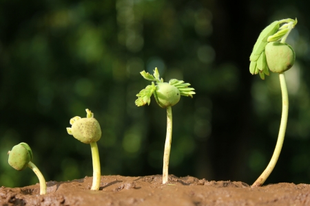 Different stages of growing  plant