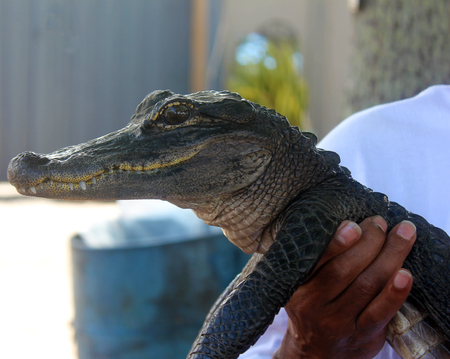 American Alligator, Alligator mississippiensisの写真素材