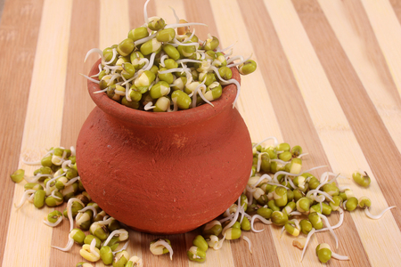 Hydroponically grown mung bean sprouts on pot and wood backgroundの写真素材