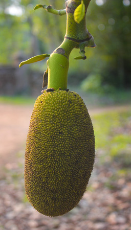 Jackfruits Artocarpus heterophyllus