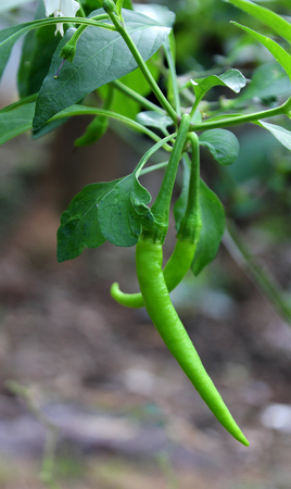 green ripe chillies in plant garden with sunlight.の写真素材