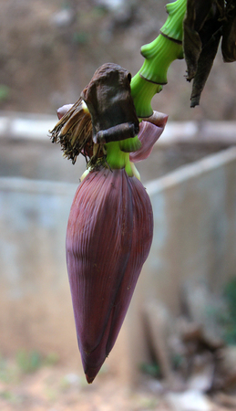 Banana flower with fruits on the branchの写真素材