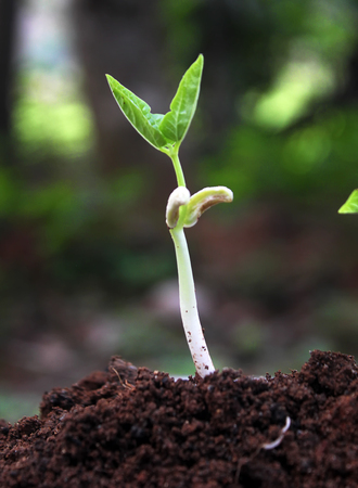 Young Plant Growing In Sunlight