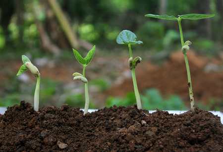 Plant germination and growth - seedling,Plant growth-Stages of growing plantsの写真素材