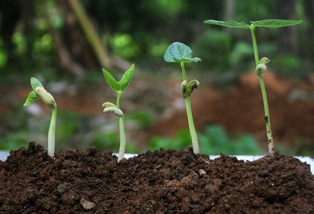 Plant germination and growth - seedling,Plant growth-Stages of growing plantsの写真素材