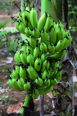 Bunch of ripening bananas on treeの写真素材