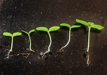 Seedlings growing. Plants grow stages. Seedlings growth periods.の写真素材