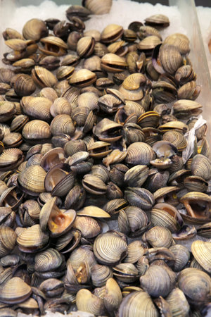 white Fresh mussels isolated on white ice background