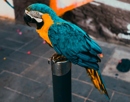 Colorful red, yellow and blue macaws-Ara ararauna
