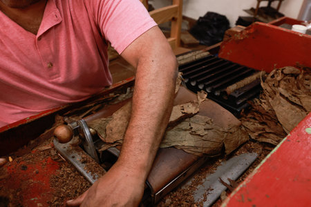 Process of making traditional cigars from tobacco leaves with hands using a mechanical device and press. Leaves of tobacco for making cigars. Close up of hands making cigars.の写真素材