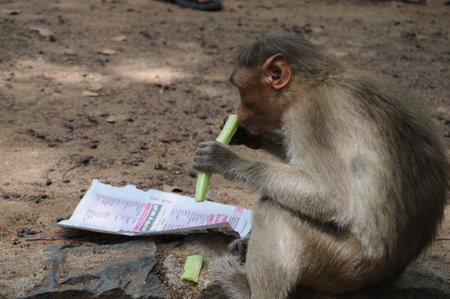 Little Rhesus Monkeys while traveling in Northern India, Asiaの写真素材