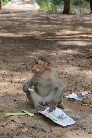 Little Rhesus Monkeys in Northern India, Asia