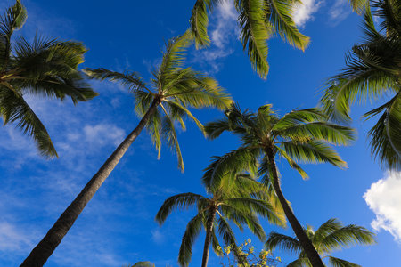 Vertical View of Coconut Palm Trees in Honolulu, Hawaii.