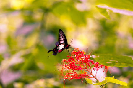 Butterfly and flowerの写真素材