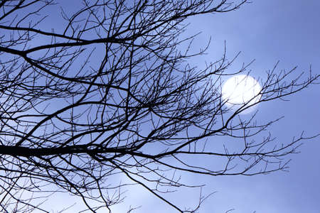 Purple Sun Scapeの写真素材