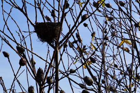 Tiny Deserted Bird's Nestの写真素材