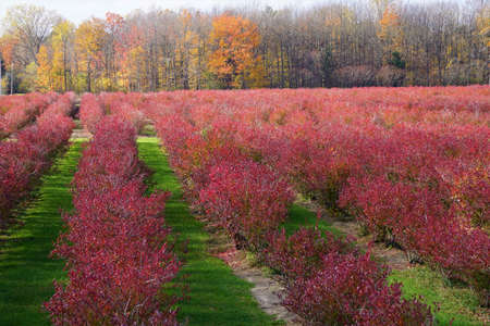 Blueberry Farm in Fallの写真素材