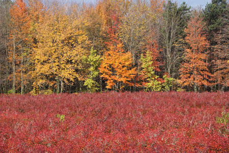 Glorious Autumn on the Blueberry Farmの写真素材