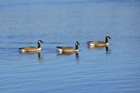 Three Swimming Canada Geeseの写真素材