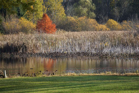 Bayou in Autumnの写真素材