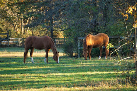 Two Horses Grazingの写真素材