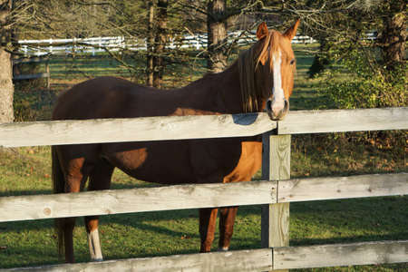 Chestnut Horse Looking Over Fenceの写真素材