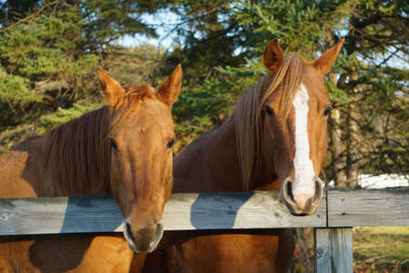 Pair of Chestnut Horses Look My Wayの写真素材