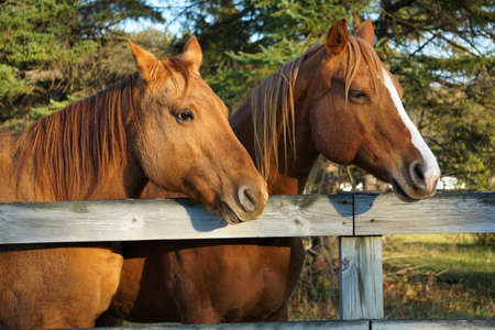 Pair of Chestnut Horses in Profileの写真素材