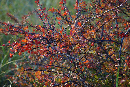 Beach Shrub in Fallの写真素材