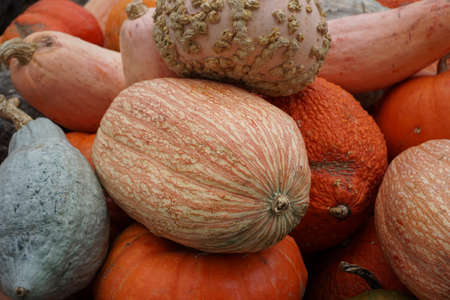 Various Squash at a Farmer's Marketの写真素材