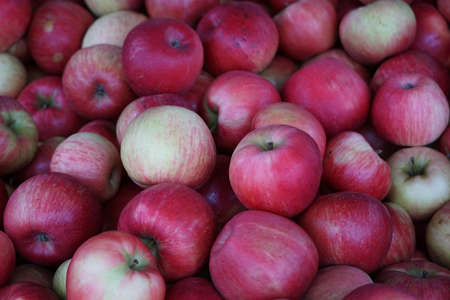 Ida Red Apples at a Farmer's Marketの写真素材