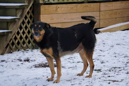 Shepherd Dogの写真素材