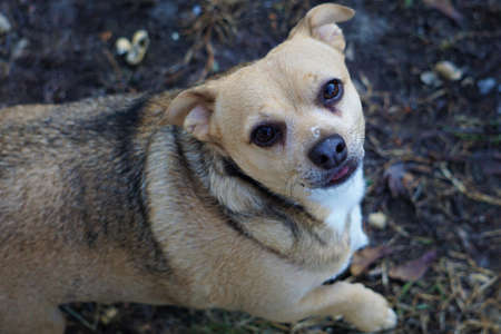 Little Chihuahua Dogの写真素材