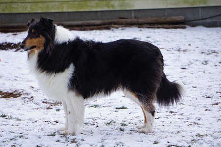 Tricolor Rough Collie Dogの写真素材