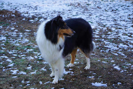 Tricolor Rough Collie Dogの写真素材