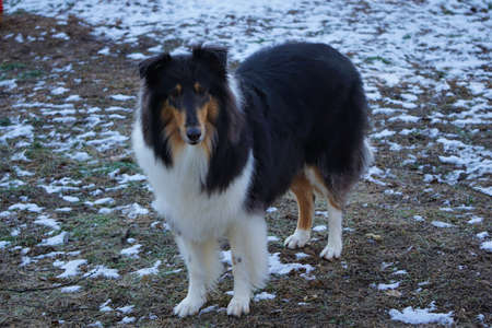 Tricolor Rough Collie Dogの写真素材