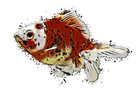 goldfishの写真素材
