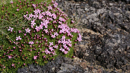 Pink moss flower on a rockの写真素材