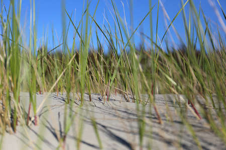 northern sea dunes with grasの写真素材