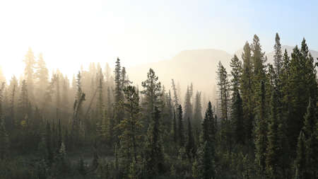 Misty tundra forest in the northの写真素材